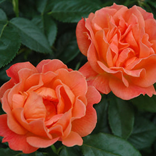 Rosa' Livin' Easy™ Rose Tree