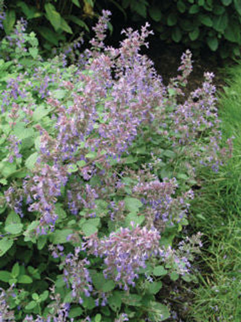 Nepeta' Dropmore Hybrid Catmint