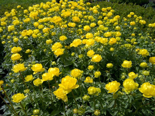 Trollius' Lemon Queen Globeflower