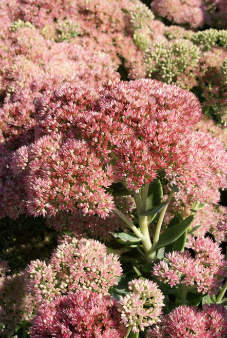 Sedum' Autumn Joy