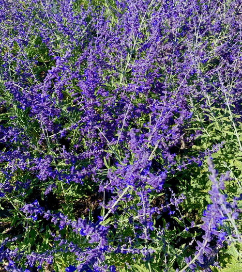 Perovskia' Crazy Blue Russian Sage