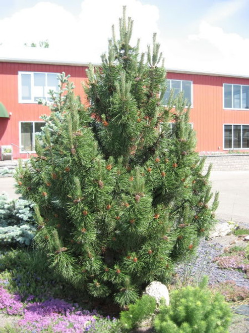 Pinus' Tannenbaum Mugo Pine