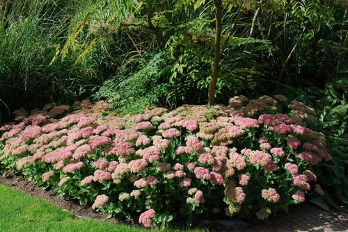 Sedum' Brilliant