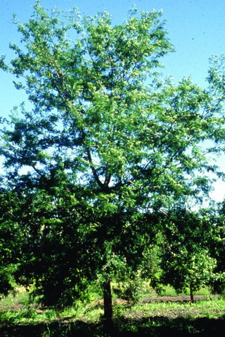 Gleditsia' Northern Acclaim® Honeylocust