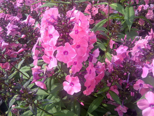 Phlox' Coral Creme Drop™