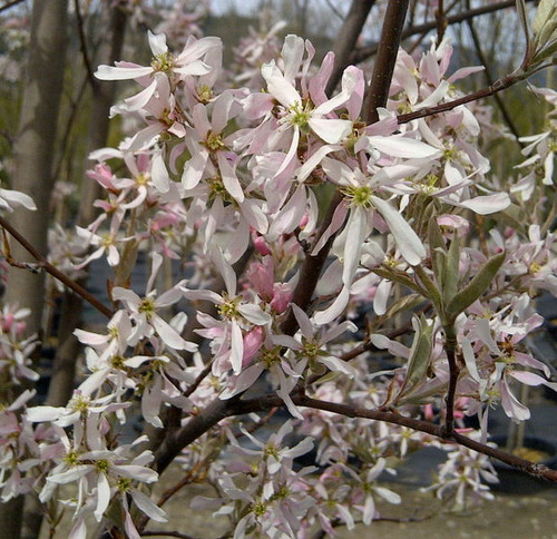 Amelanchier' Robin Hill Serviceberry Tree