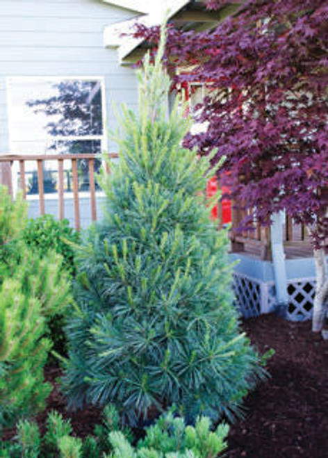 Pinus' Columnar White Pine