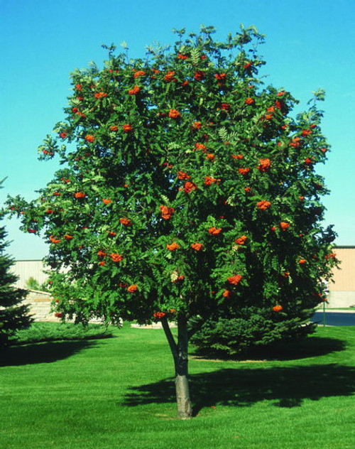 Sorbus' European Mountain Ash Tree