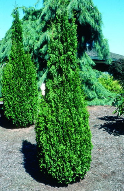Thuja' Degroots Spire Cedar