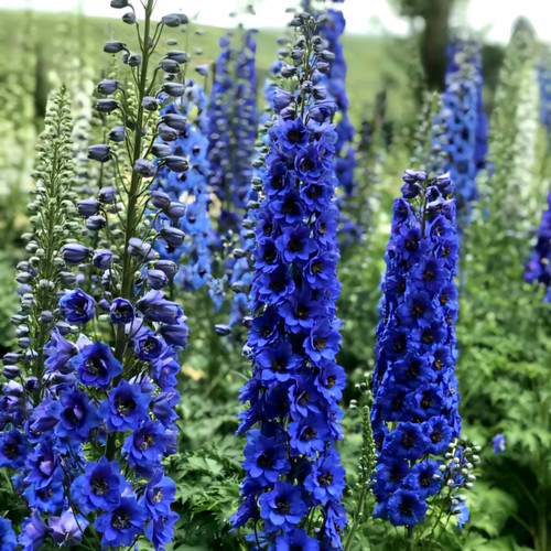 Delphinium' Blue Buccaneers Specialty Delphinium