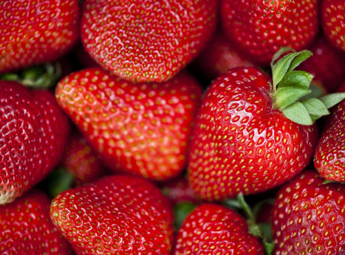 Fragaria' San Andreas Everbearing Strawberry, Well Established Clump