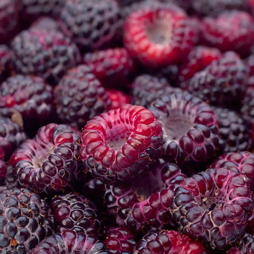 Rubus' Brandywine Purple Raspberry