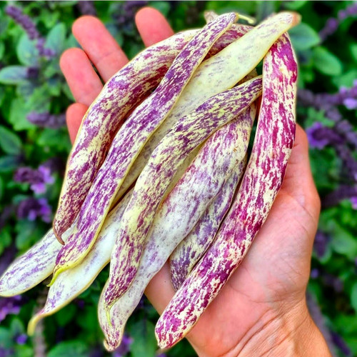 Dragons Tongue Bean Seeds