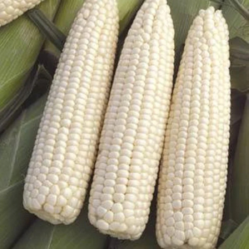 Devotion White Corn Seeds