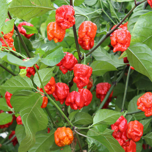 Armageddon Pepper (1M+Scovilles) Seeds