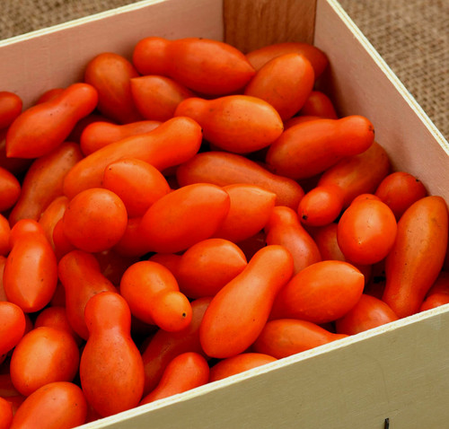 Sun Dipper F¹ Tomato Seeds