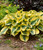 Hosta' Autumn Frost