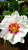 Paeonia' Cora Louise Itoh Peony