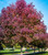 Fraxinus' Autumn Purple Ash Tree