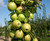 Malus' Golden Sentinel™ Columnar Apple Tree