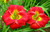 Hemerocallis' Red Hot Returns Daylily (Specialty)