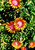 Delosperma' Fire Spinner® Ice Plant