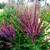 Amorpha' Lead Plant (Specialty Plant)