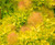 Cotinus' Golden Spirit™ Smokebush