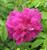 Rosa' Hansa Rose