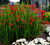 Crocosmia' Lucifer (Montbretia)