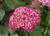 Hydrangea' Invincibelle Spirit II