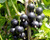 Ribes' Consort Black Currant