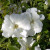 Rosa' Morden Snowbeauty Rose