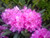 Rhododendron' Haaga