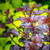 Physocarpus' Burgundy Candy Ninebark