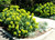 Euphorbia' Wulfenii Spurge