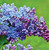 Syringa' Wonderblue Lilac
