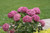 Hydrangea' Invincibelle Mini Mauvette