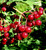 Viburnum' Wentworth American Cranberry