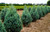 Juniperus' Wichita Blue Juniper