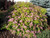 Spiraea' Goldmound