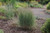 Schizachyrium' The Blues Little Bluestem Grass