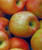 Malus' Battleford Apple Tree