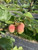 Malus' Gloria Apple Tree