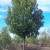 Fraxinus' Trojan Green Ash Tree
