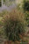 Panicum' Prairie Fire Switch Grass