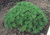 Pinus' Dwarf Mugo Pine