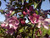 Malus' Gladiator® Rosybloom Crabapple Tree