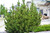 Pinus' Mugo Pine