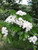 Crataegus' Snowbird Hawthorn Tree
